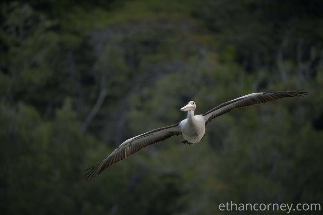 pelican